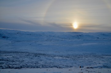 グリーンランド カンゲルスアーク カンガルッスァック ツンドラツアー ジャコウウシ Greenland Kangerlussuaq Tundra tour musk ox 