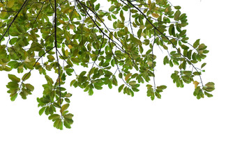 tree branch isolated