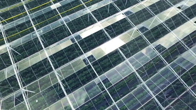 Aerial of greenhouses / glasshouses in the Westland aria in The Netherlands
