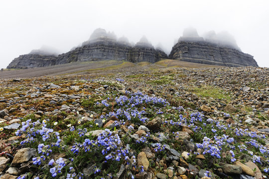 Skansen in Billefjorden, Jacob's ladder flower (Polemonium caeruleum), Spitsbergen, Svalbard, Arctic