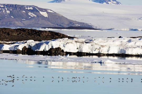 Thick billed murre (Bronnichs guillemot) (Uria Iomvia) in flight, Spitsbergen, Svalbard, Arctic