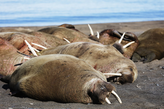 Walrus (Odobenus rosmarus), Kapp Lee, Spitsbergen, Svalbard, Arctic
