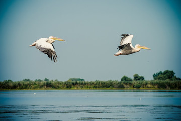 Fototapeta na wymiar Pelicans flying in the Danube Delta, Romania