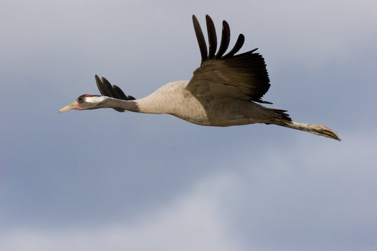 Grulla en vuelo
