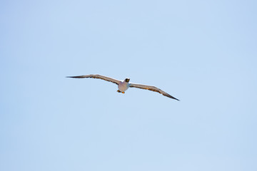 Sea bird gliding in blue sky