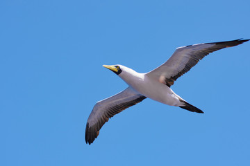 Sea bird gliding in blue sky