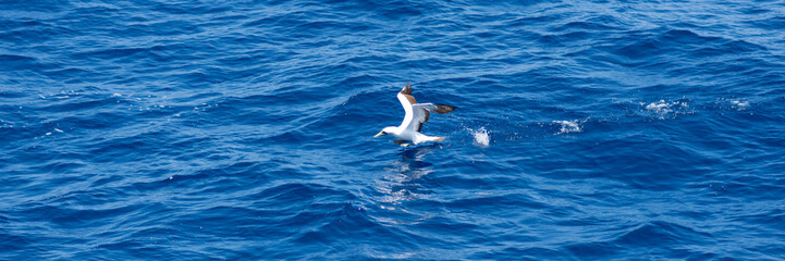 Fototapeta na wymiar Sea birds hunting flying fish. Pacific, Mexican coast