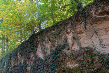 Hohlweg im Herbst