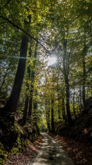 Hohlweg im Herbst