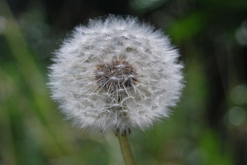 Löwenzahn, Pusteblume (Taraxacum sect. Ruderalia)