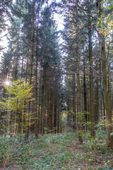 Sonnenstrahlen im Wald