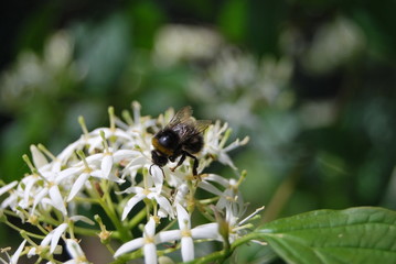 Hartriegel mit Blüten (Cornus)