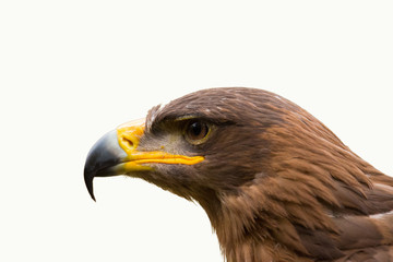 aquila reale