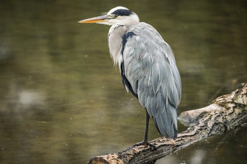 Heron
