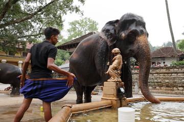 Tempel Elefant von Kandy in Sri Lanka