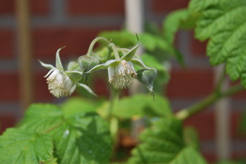 Himbeere (Rubus idaeus) - Blüten