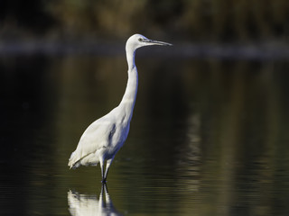 Little Egret in Early Morning Light
