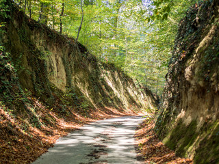 Hohlweg im Herbst