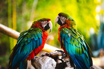 Perroquet  1 © Guillaume de Germain