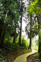 Fototapeta premium Hiking in forest