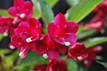 Weigelie (Weigela)