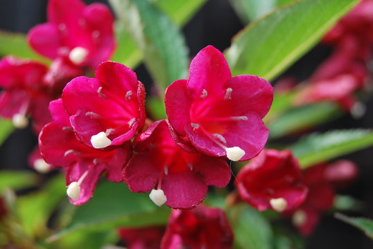 Weigelie (Weigela)