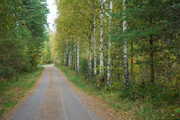 Naklejka premium Fall season colored dirt road
