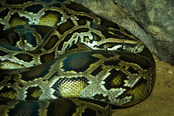 Python snake