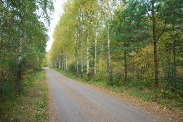 Fototapeta na wymiar Country road at fall season