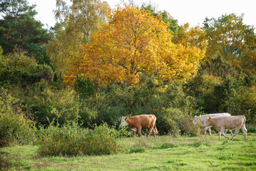 Cattle in a fall colored landscape