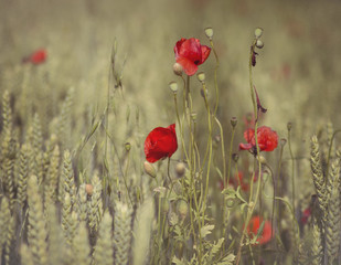 poppies and whea