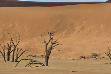 Namib desert. Amidst all the dead wood some birds seem able to live.