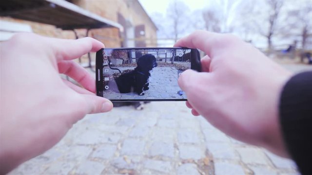 POV of person take photo with smartphone of black dog 4K