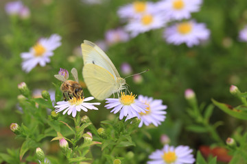 Butterfly and bee are located on the same flower
