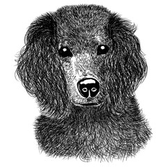 Sketch a black and white spaniel on a white background
