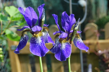 Schwertlilien (Iris)
