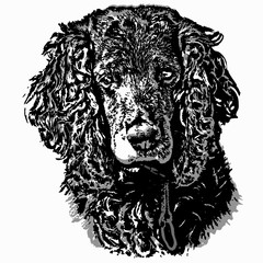 
Picture a black and white spaniel on a white background