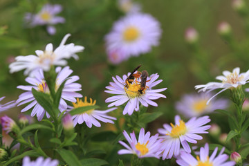 Obraz premium Butterfly and bee are located on the same flower