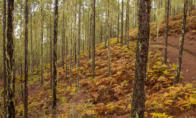 Fototapeta premium Gran Canaria, Natural Park Tamadaba