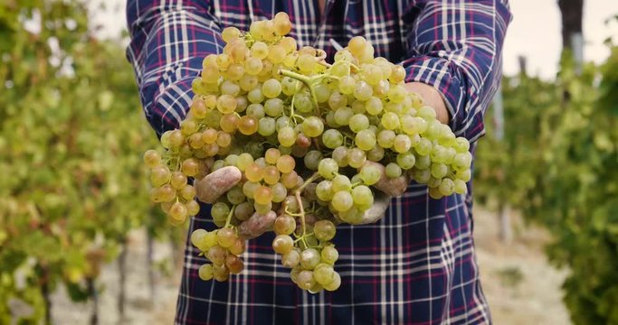  hand of  farmer in September check and collects the selected grape bunches in Italy for the great harvest. bio concept, organic food, nature and fine wine handmade