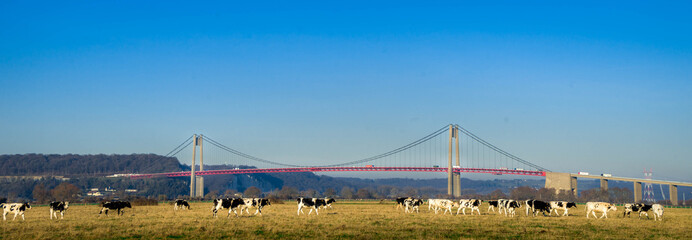 pont de Tancarville, architecture et champ de vaches, Eure, Normandie