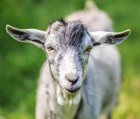 Obraz premium A young goat grazes in a meadow. Portrait of a funny goat. The goat is looking at the camera.