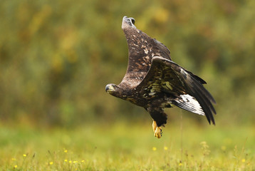 White tailed Eagle (Haliaeetus albicilla)