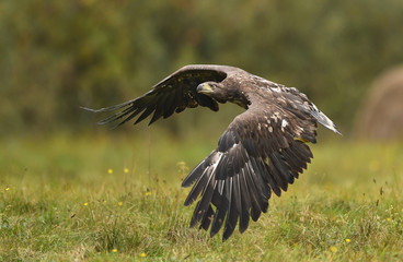 White tailed Eagle (Haliaeetus albicilla)