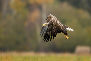 White tailed Eagle (Haliaeetus albicilla)