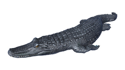 3D Rendering Alligator Caiman on White