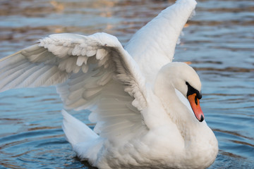 Wild Mute Swan on blue river