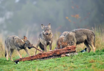 Fotobehang Grijze wolf (Canis lupus) © Piotr Krzeslak
