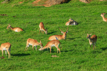 antelopes on a meadow
