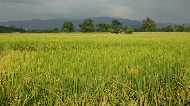 windy condition in the rice paddy field with mountain background